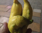  صورتي الأجمل - ليمونة عجيبة من حديقة الحاج علي ابو قطيفان من اللد